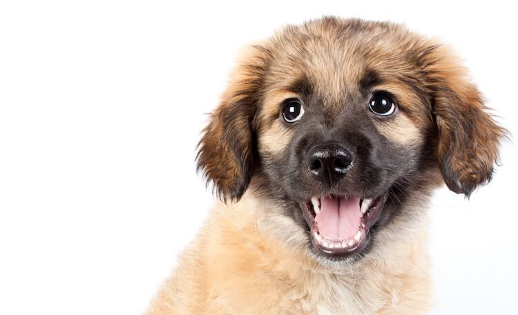 Golden Sheperd Puppy Mix