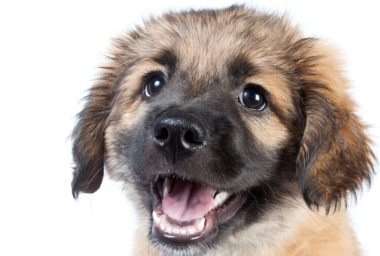 Golden Sheperd Puppy