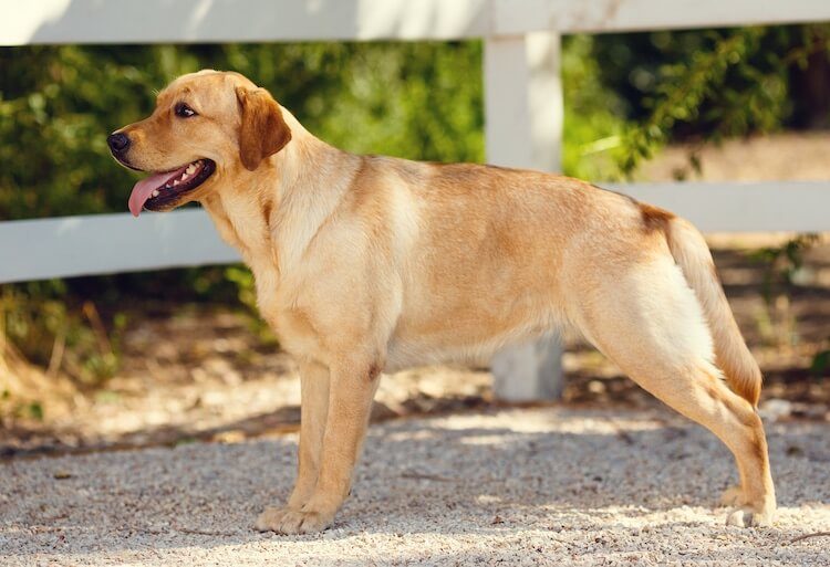 Golden Shepherd Mix