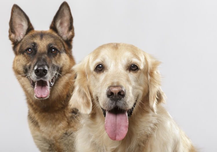 Golden Shepherd Portrait