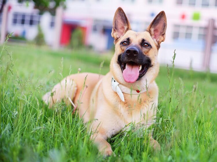 shepherd retriever puppy