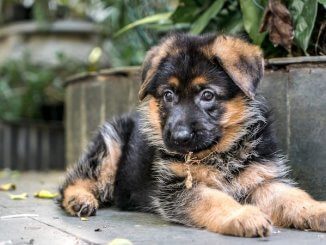 Miniature German Shepherd Feature