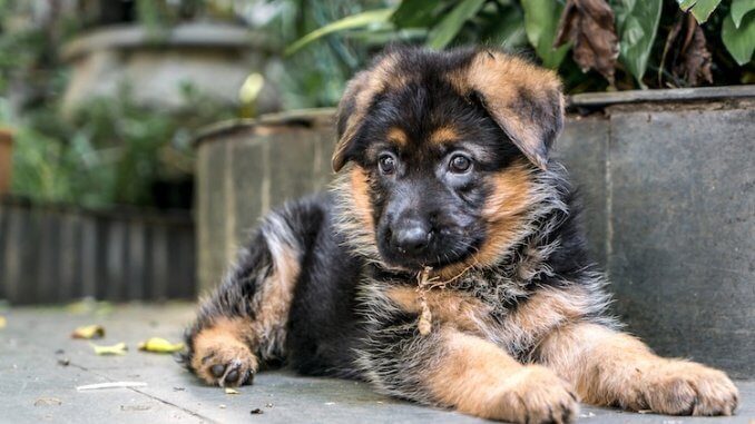 Mini German Shepherd Mix