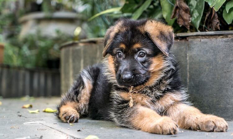 toy poodle german shepherd mix