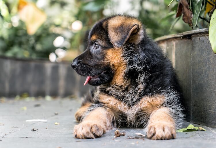 Miniature German Shepherd