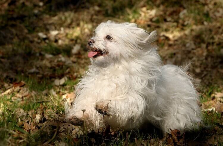 Bolognese Dog