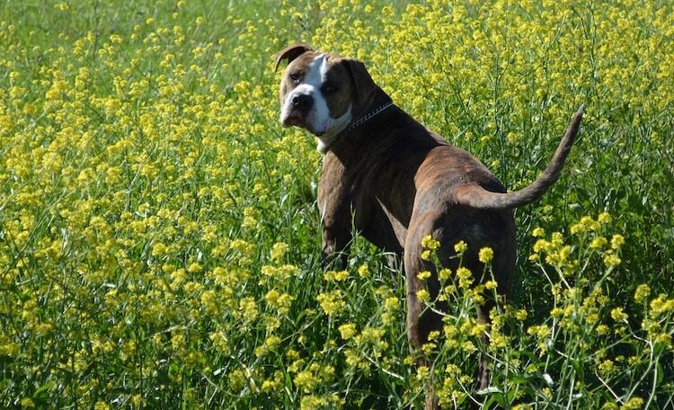 Brindle Pitbull Appearance