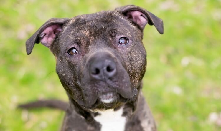 Brindle Pitbull Dog