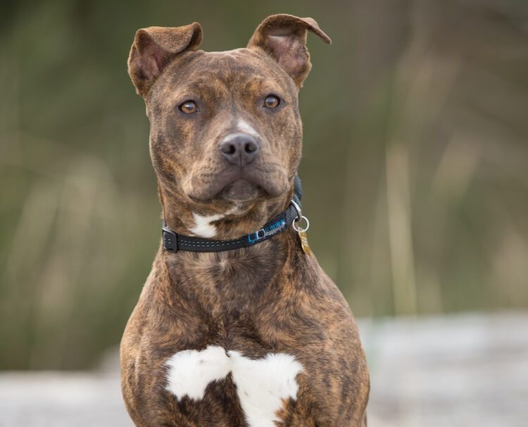 purebred brindle pitbull