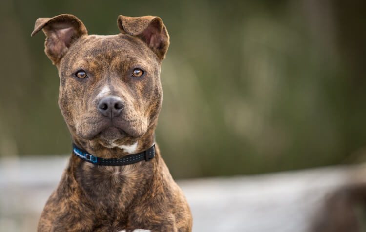 full grown brindle pitbull