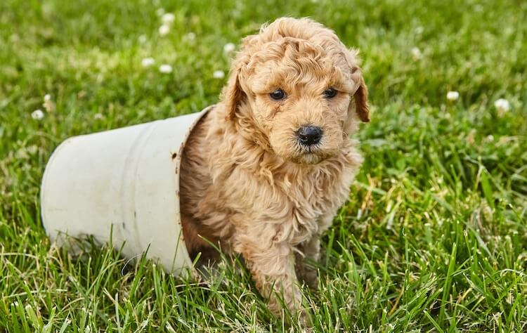 Cute Mini Goldendoodle