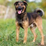 German Shepherd Rottweiler Mix