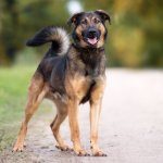 German Shepherd Rottweiler Mix Feature