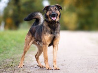 German Shepherd Rottweiler Mix Feature