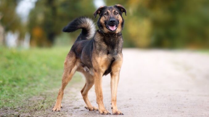 German Shepherd Rottweiler Mix: Breed Info, Facts & Pictures | All 