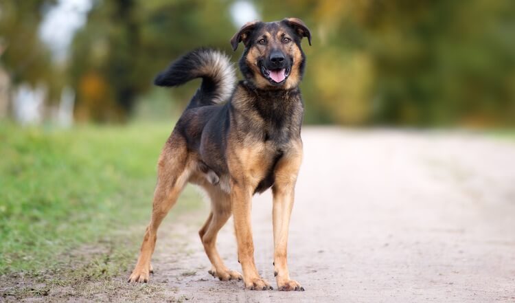 gsd mix dog