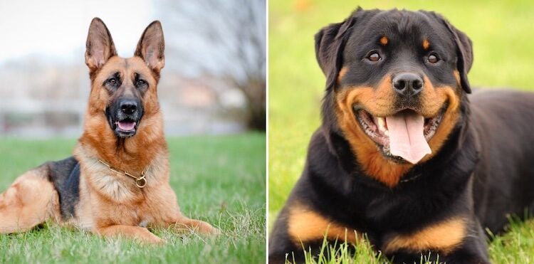 Adorable German Shepherd Dog Rottweiler