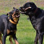 German Shepherd Rottweiler Mix Playing