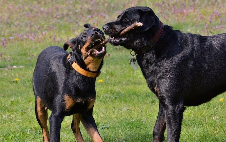 all black german rottweiler