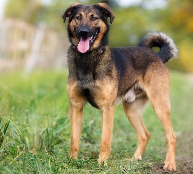 rottweiler mixed with german shepherd puppy