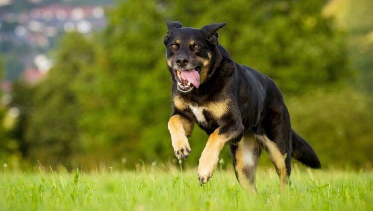 are rottweilers and german shepherds good together