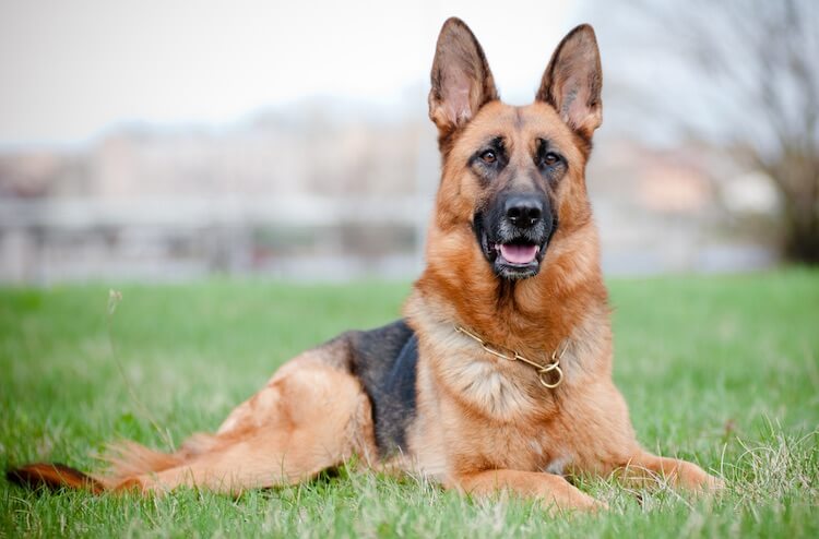 German Shepherd Dog