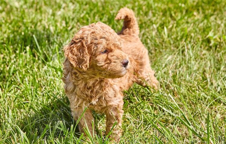 Golden Retriever and Miniature Poodle Mix