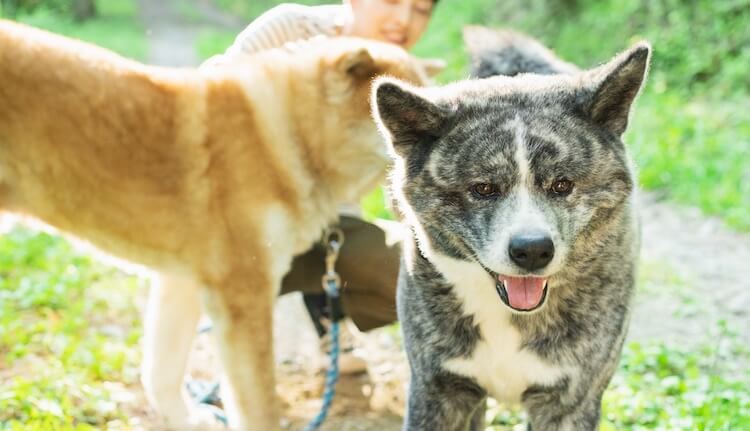 Japanese Dog Names and Breeds