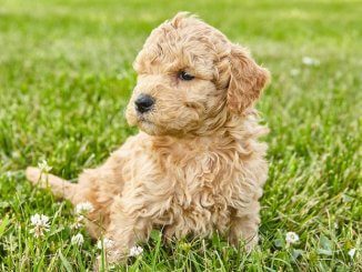 Mini Goldendoodle Feature