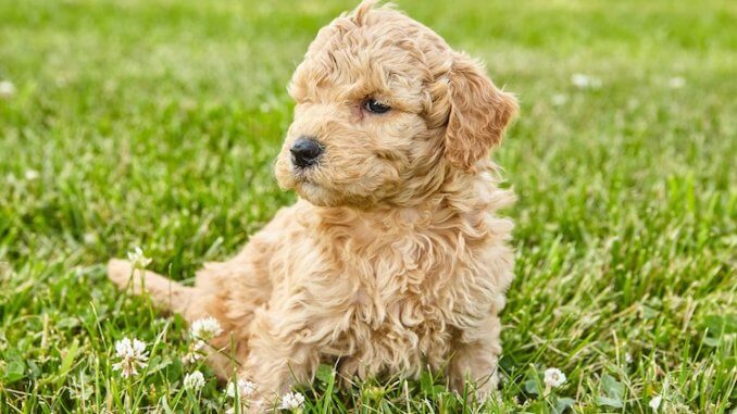 Mini Goldendoodle Feature