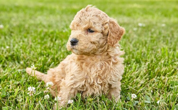 mini goldendoodle second generation