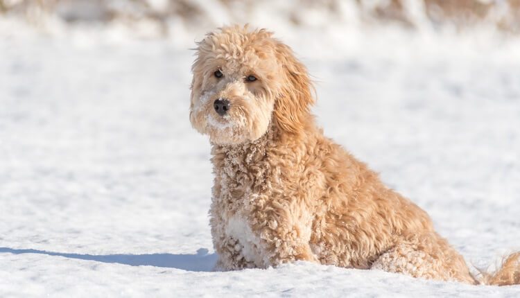 Mini Goldendoodle In The Snow