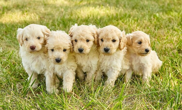 Mini Goldendoodle Puppies