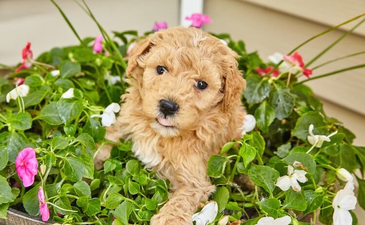 Mini Goldendoodle Temperament