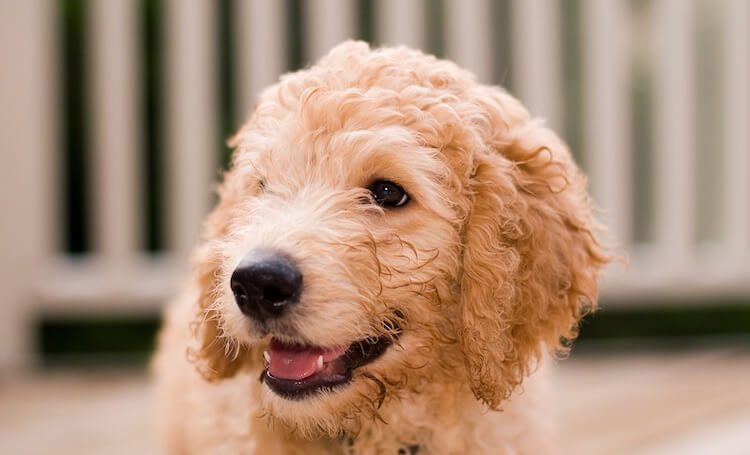 Mini Labradoodle Erscheinungsbild