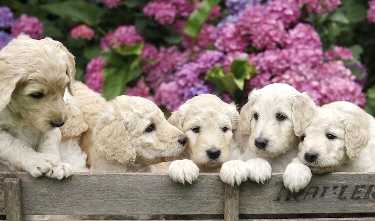 Caratteristica del Mini Labradoodle