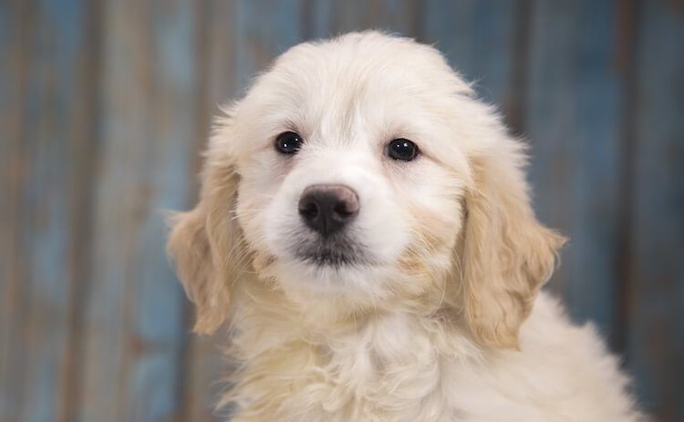 Miniature Goldendoodle