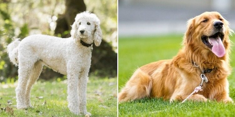 Eltern eines Mini Goldendoodle