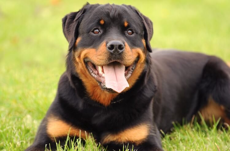 Hintergrundbilder Rottweiler : Rottweiler Wallpapers Dogs Backgrounds ...