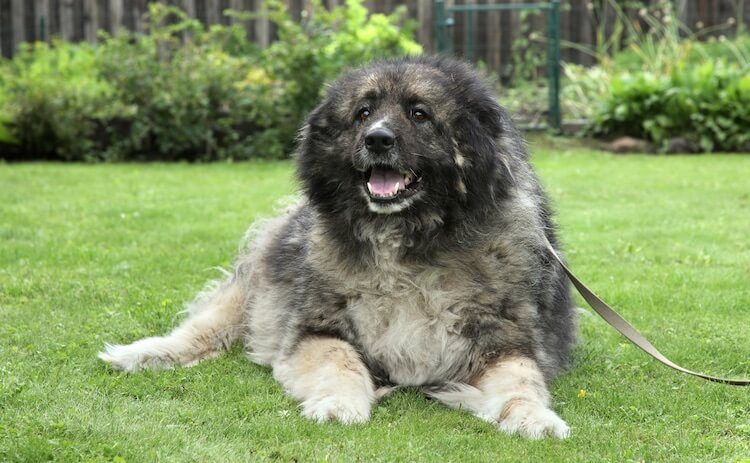 Russian Bear Dog