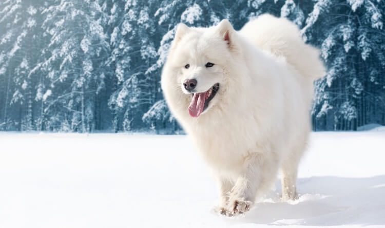 Samoyed On Ice