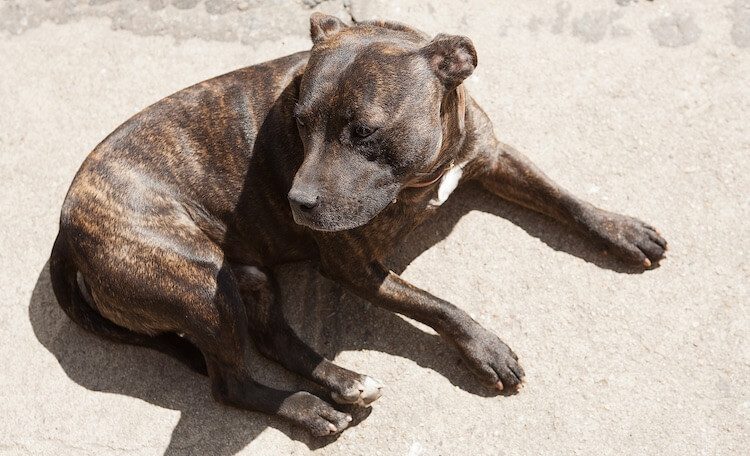 Brindle Pitbull Puppy - Photos All Recommendation