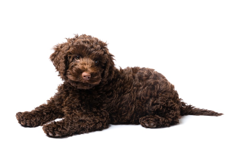 Mini Labradoodle Characteristics