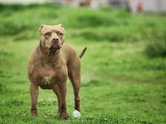 Brindle Pitbull