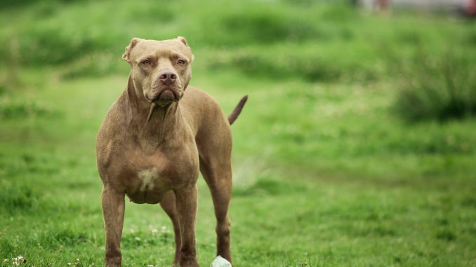 Brindle Pitbull