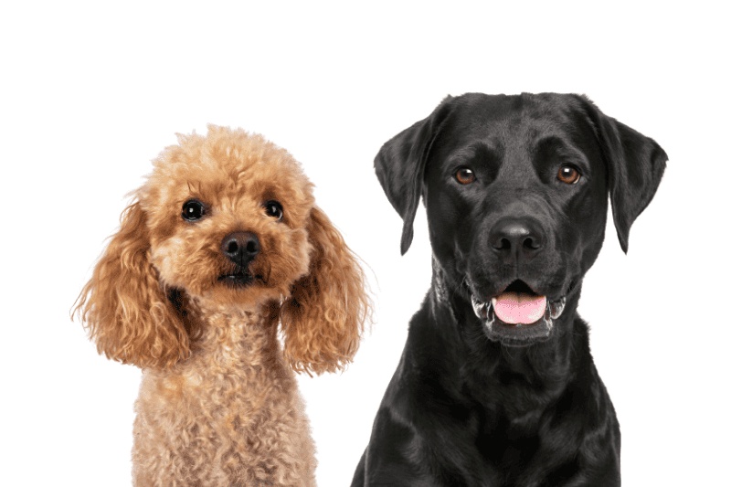 Poodle and Labrador