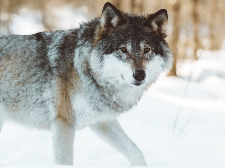 Featured image of post Anime Wolf Boy Names Tons of awesome anime wolf boy wallpapers to download for free