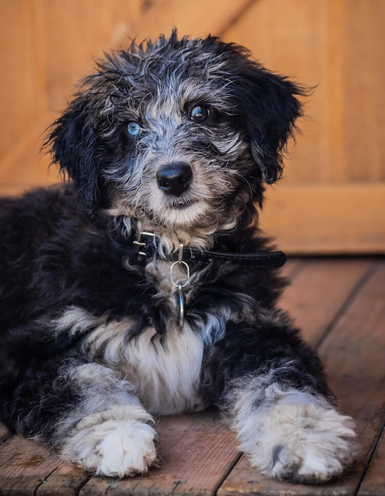 black aussiedoodle puppies