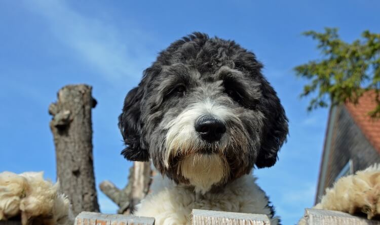 mini aussiedoodle temperament