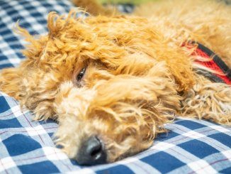 Australian Labradoodle Feature